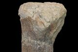 Fossil Ankylosaur Tibia on Metal Stand - Montana #176370-7